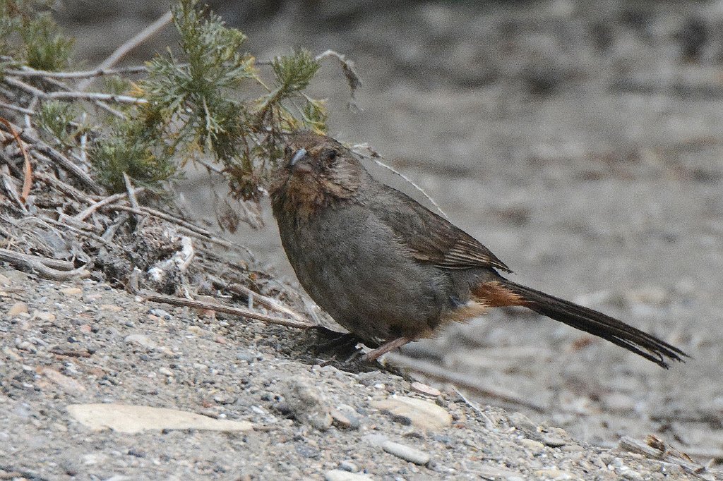 Towhee, California, 2015-06111404 Montana de Oro State Park, CA.JPG - California Towhee. Montana de Oro State Park, CA, 5-12-2015